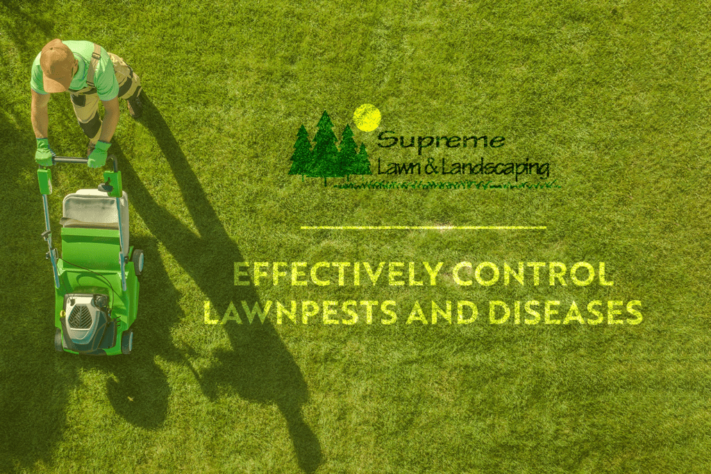 Supreme lawn and landscaping | lawn pests diseases