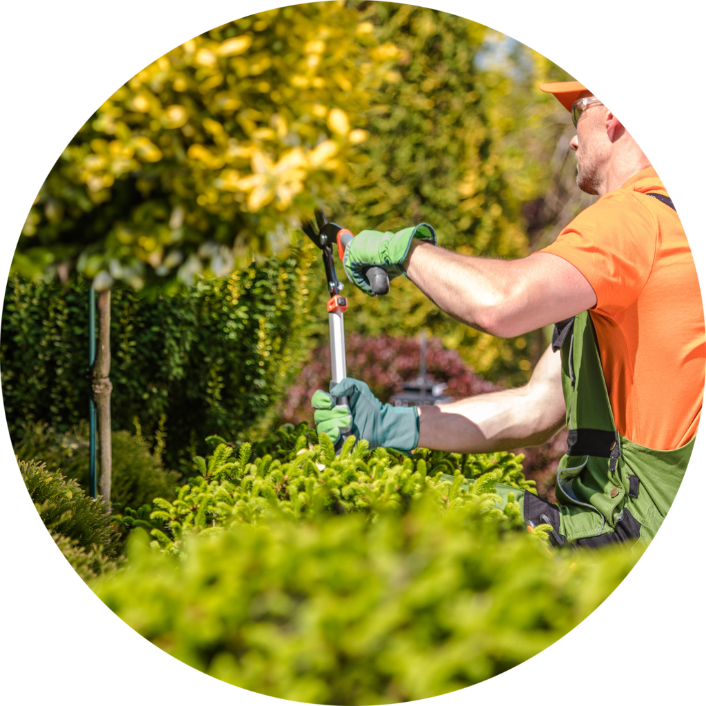 Tree Trimming Pruning And Removal Supreme Lawn And Landscaping