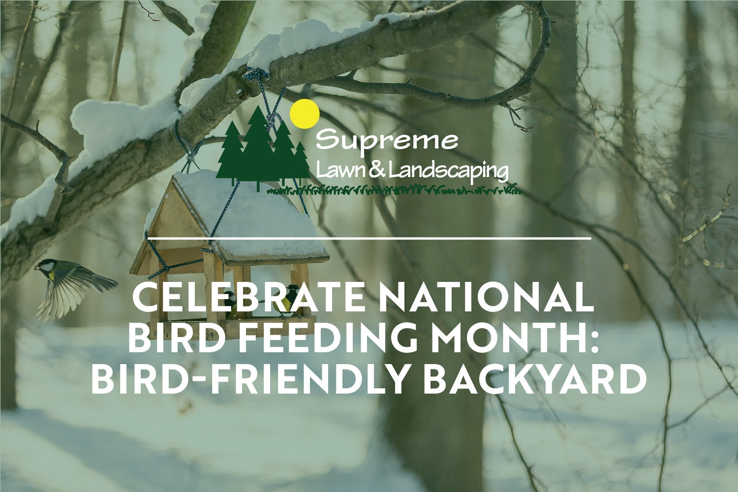 supreme lawn and landscaping | Bird Feeding month