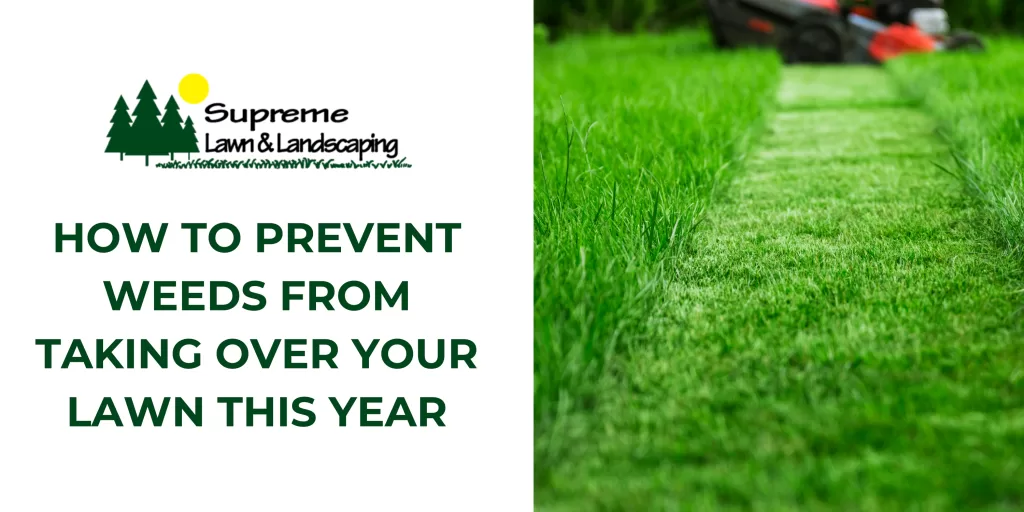 How to Prevent Weeds from Taking Over Your Lawn This Year