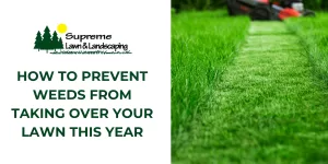 How to Prevent Weeds from Taking Over Your Lawn This Year