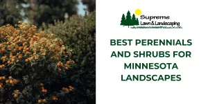 Best Perennials and Shrubs for Minnesota Landscapes