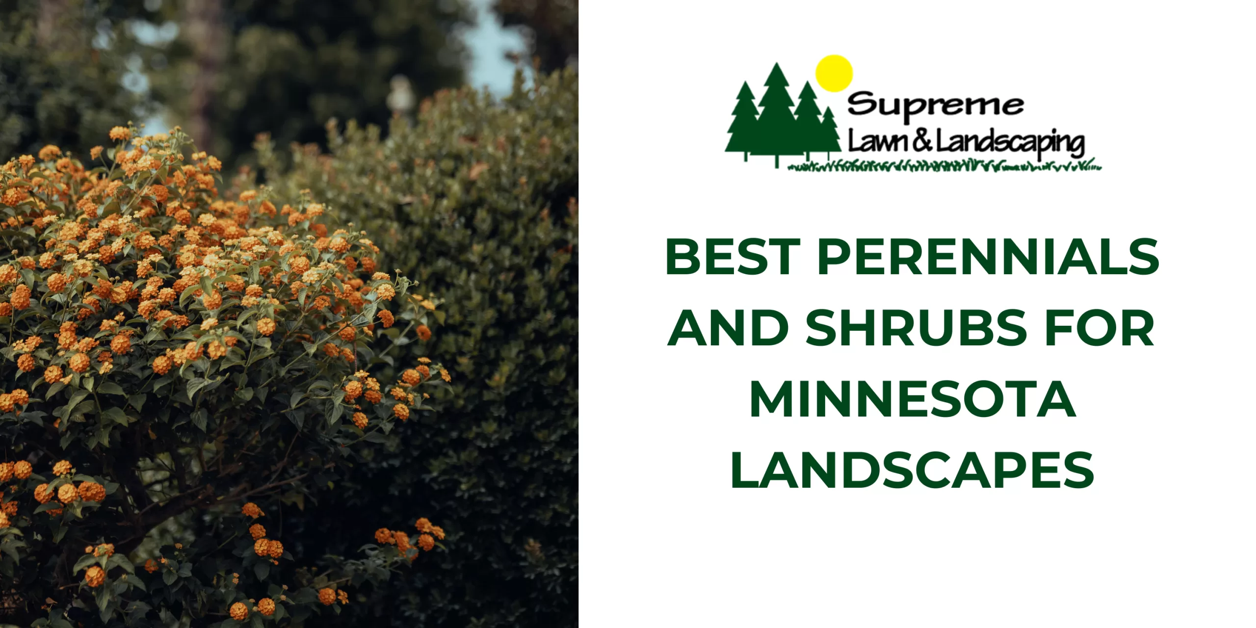 Best Perennials and Shrubs for Minnesota Landscapes